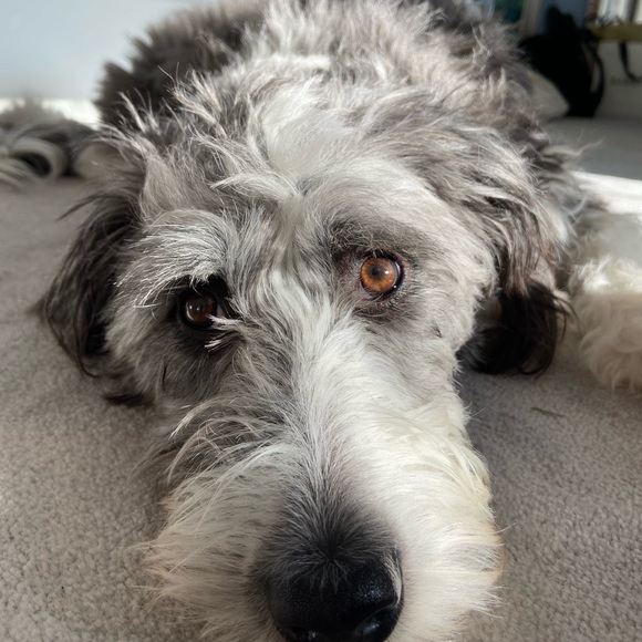 Meet your Posher, Cassandra - Picture 1 of 1